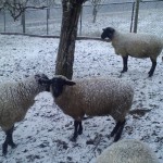Sheep 6